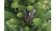 Jedľa kórejská Abies koreana  Aurea / Zlatá výška 20 - 30 cm